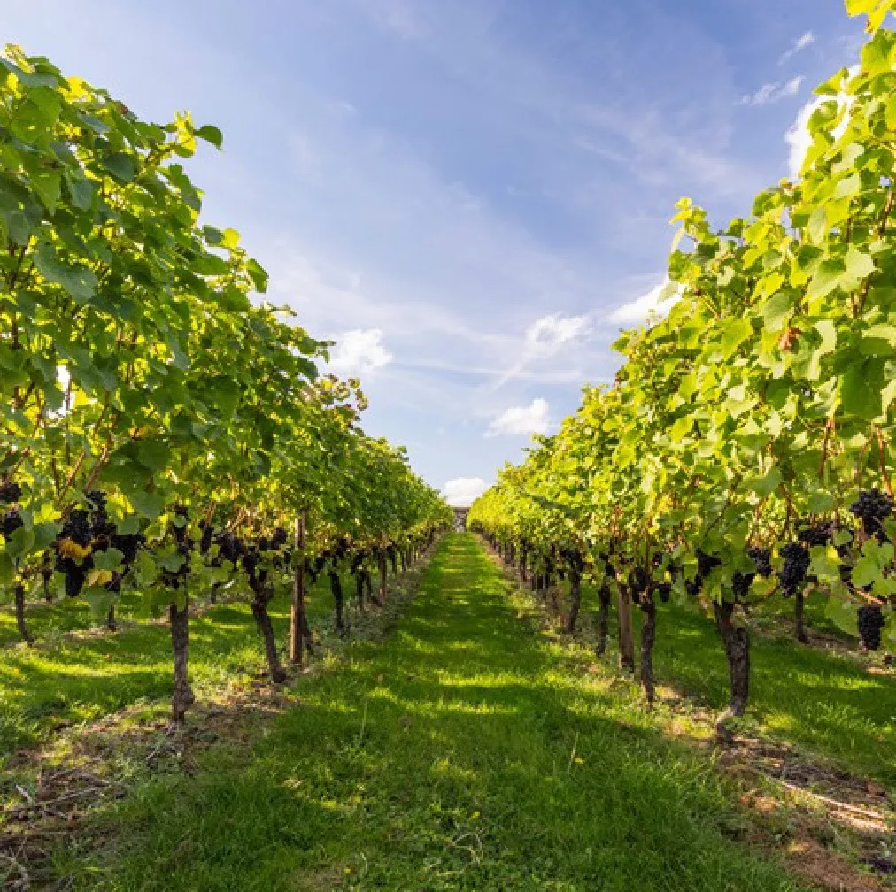 Visit one of Kent’s vineyards for a guided tour
