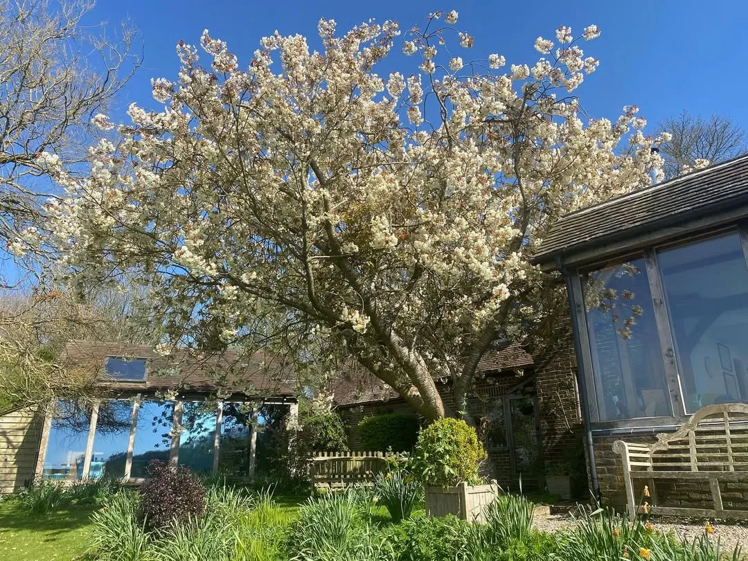 Welcome springtime.  The blossom on our cherry tree is flourishing this sprin...