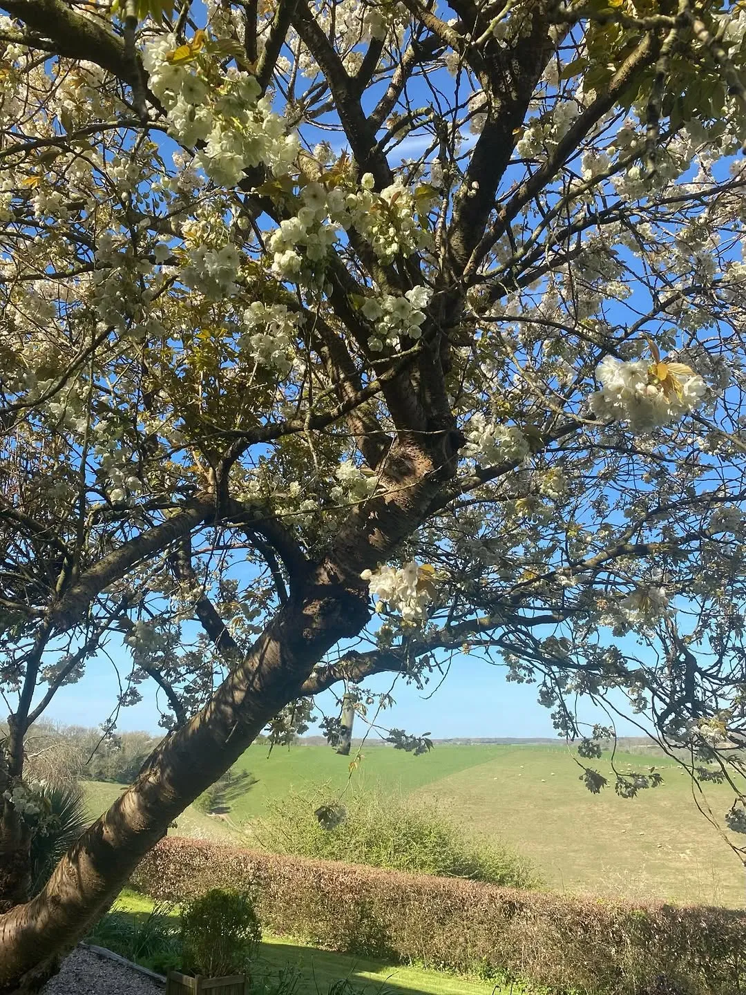 Spring sunshine and enjoying the early blossom from our garden 🐣☀️#stayinthe...